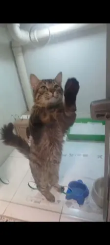 Gatinho Macho castrado 