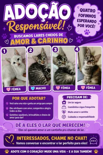 Gatinhos para adoção responsável 