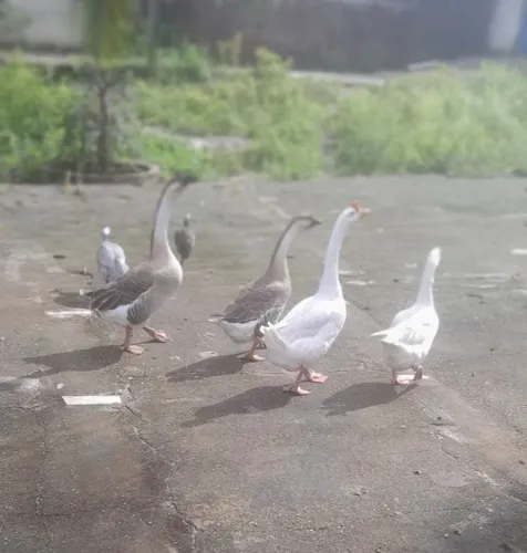 Um casal de Gansos  cinsas adultos.