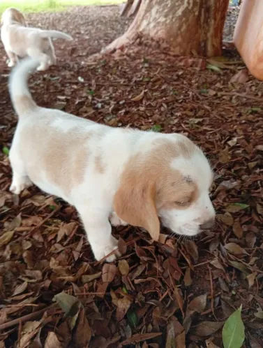 Filhotes de beagle