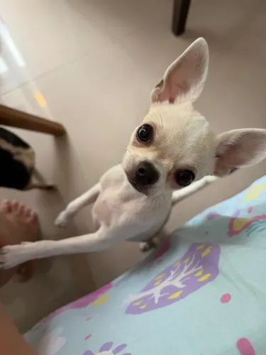Chihuahua Fêmea Branco com Lilac - Pedigree | 4 Meses | Pronta para Novo Lar!