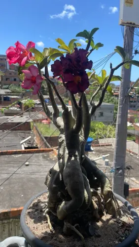 Lindas rosas do deserto