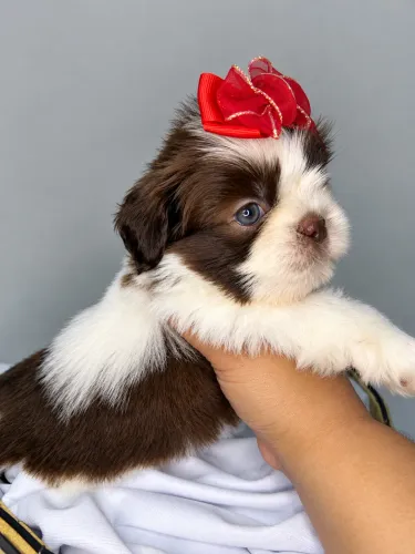 Shih tzu fêmea branca e chocolate