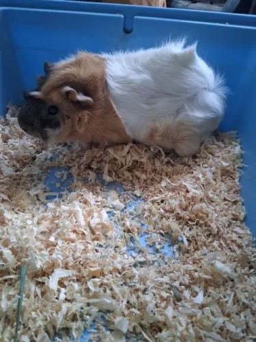 Vende-se porquinhos-da-índia!