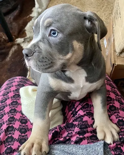 American Bully - Um Filhote, Infinitas Alegria 