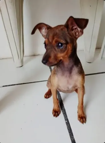 Filhote de pinscher fêmea de 6 meses