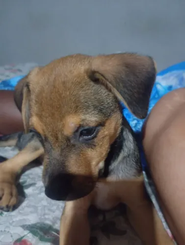 Cachorrinho para adoção