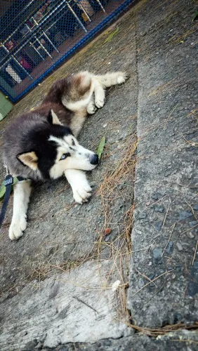 Husky macho puro (para cruzamento)