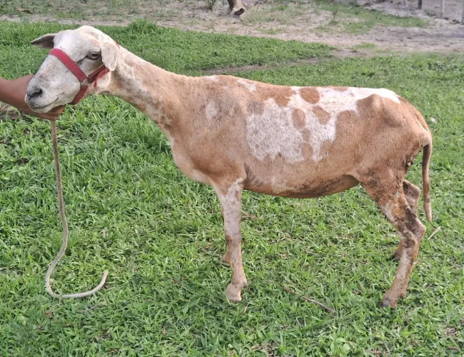 ovelha Santa Inês