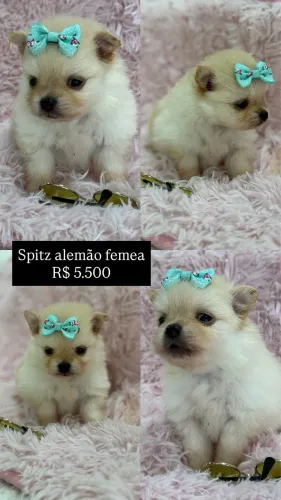 Filhotes de Spitz alemão lulu da pomerania