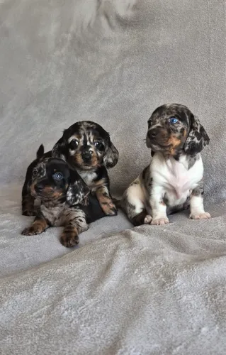 DACHSHUND/SALSICHA/TECKEL (FOTO REAL) ACEITO CARTÃO!!