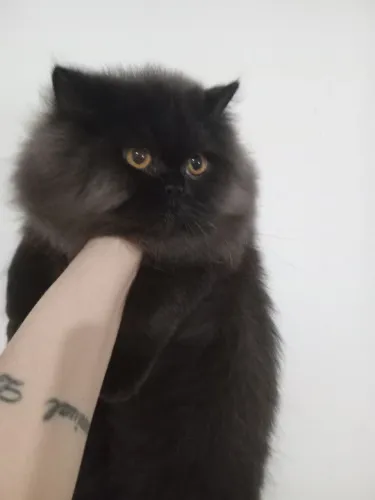 Gato persa macho marrom