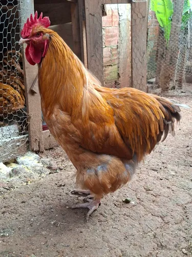 Galo Orpignton dourado