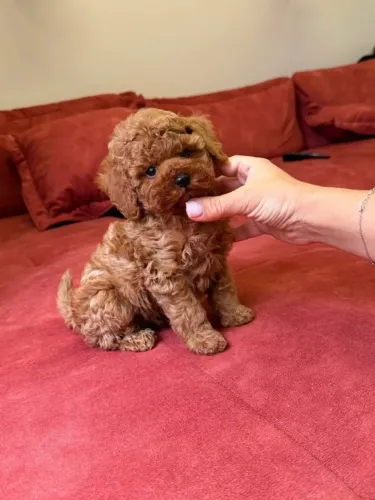 Poodle Especial Esperando Um Novo Lar