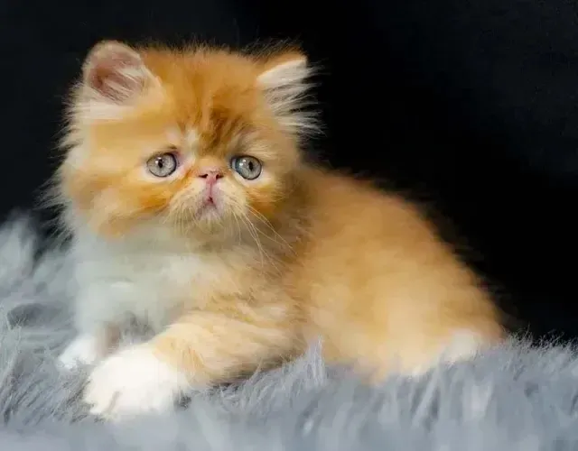 Persa /Gatinhos e Gatinhas