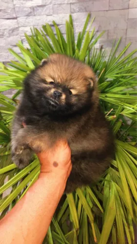 Machinho de Lulu