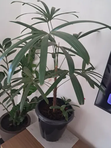 Planta