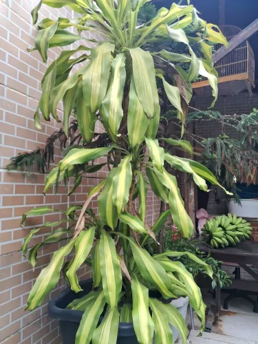 Plantas ornamentais grandes 