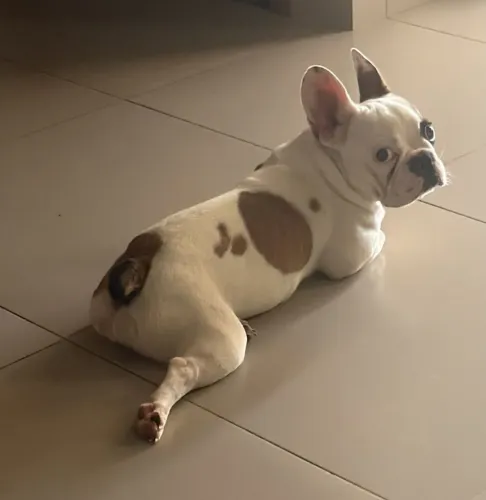 Bulldog frances 