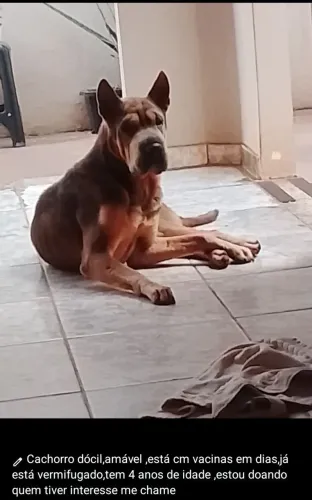 Cachorro