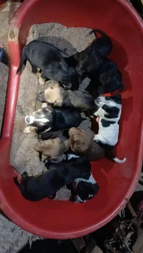 Doação de lindos filhotes