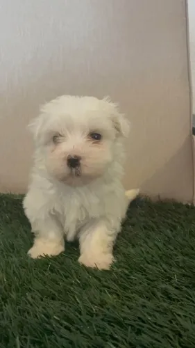 Filhotes de Maltes | Feito para quem ama pets.
