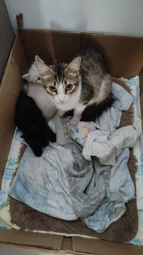 Doação de filhotes gato