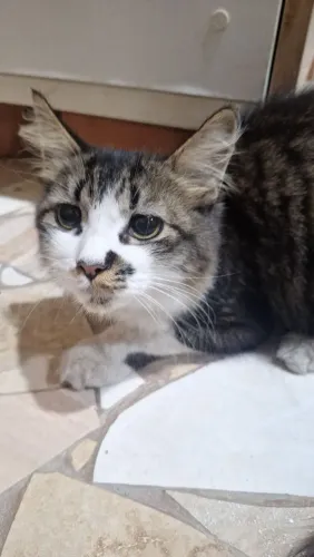 Adoção de gatinho