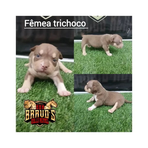 Filhotes de América bully 
