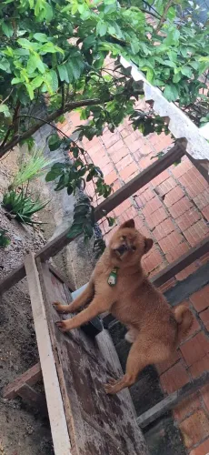Doação de chow chow macho.