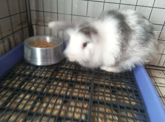 Coelho Lionhead