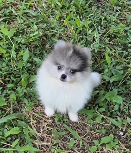 Macho spitz blue merle