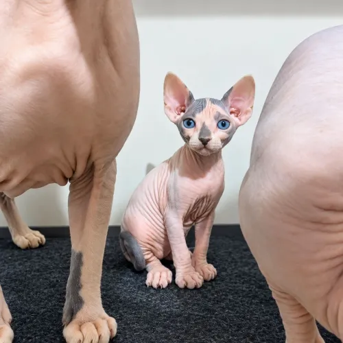 Filhote gato sphnyx