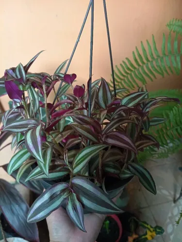 Planta ornamental em vasinho pendente lambari roxo