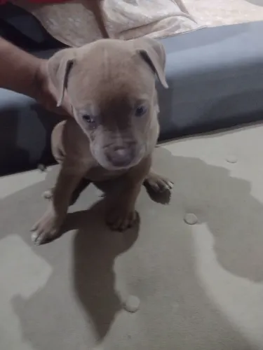 Lindo filhote de cachorro Pitbull