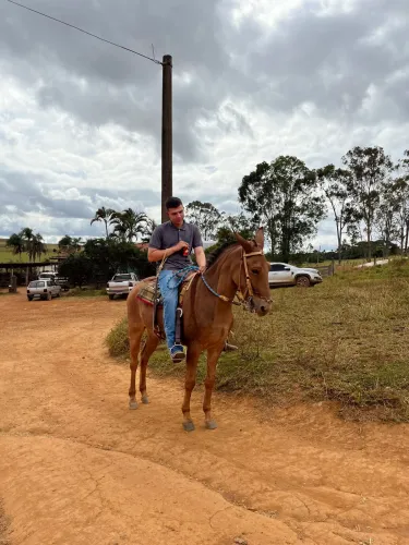 Burro ruão marchador