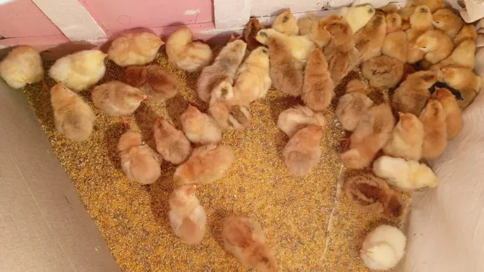Vende se pintinho de poedeiras