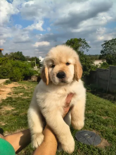 Filhotes Golden Retriever de padrão maravilhoso em até 10 vezes no cartão 