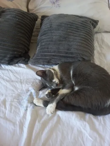 Gata fêmea adulta castrada