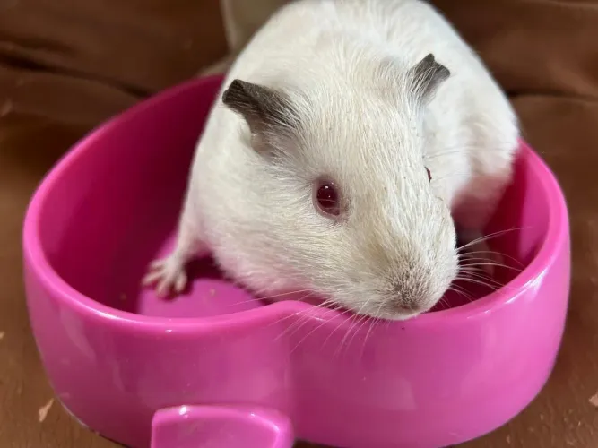 Porquinho da índia