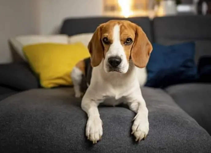 Filhotes de Beagle - Alegria Pura e Companhia para a Família