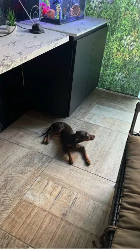 Pinscher 