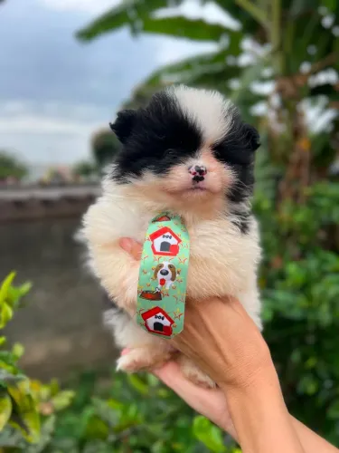 Lulu da Pomerania