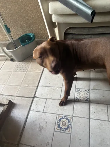 Pitbull Fêmea