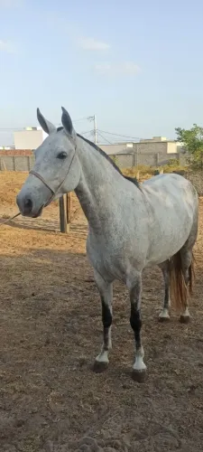 Égua Mangalarga 