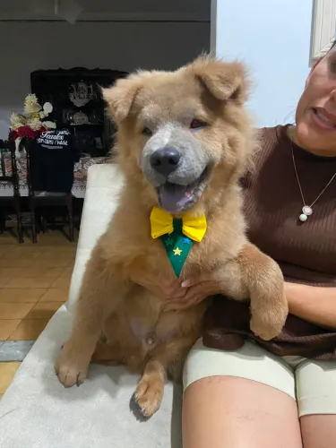 Chow Chow filhote macho