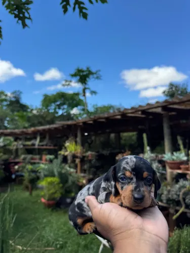 Teckel fêmea arlequim olho azul