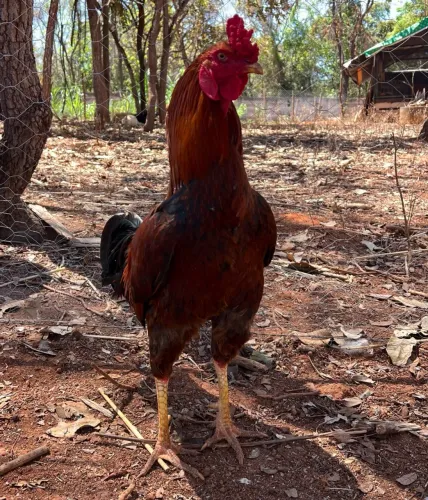 Galo Caipira