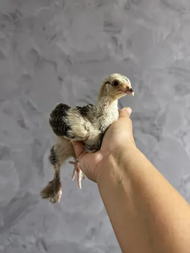 Pintinhos de Brahma Perdiz