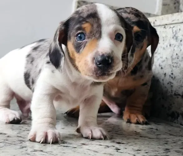 Me Leva Pra Casa!! Dachshund com Garantia e Pedigree!!